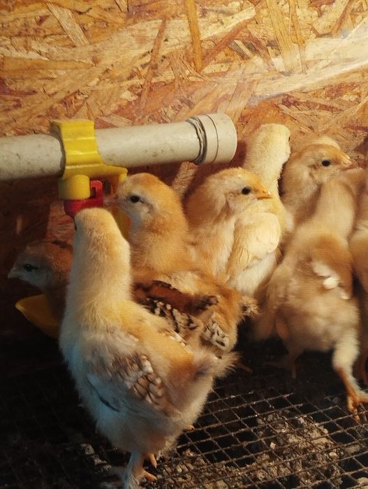 Продам недельных цыплят