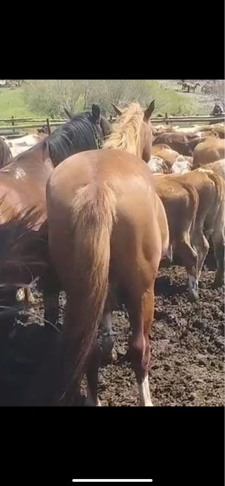 Айғыр сатылады/Продается жеребец