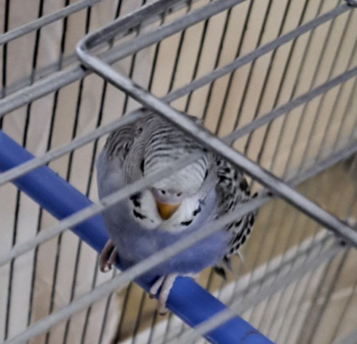 Попугаи волнистые есть 4 птицы