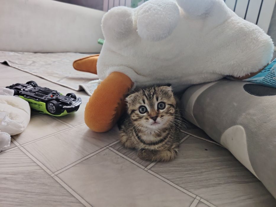 Продам кошка 30 000т