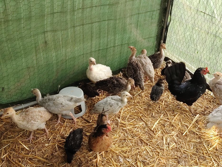 Vând lot 10 pui de curca țărănești