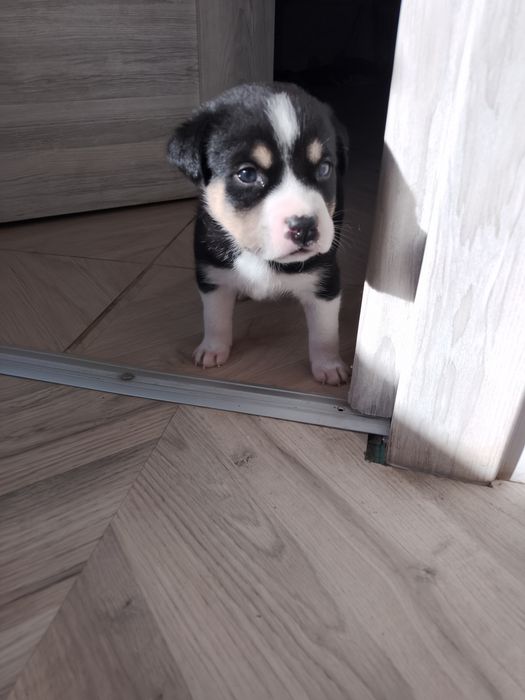 Adoption Căini...