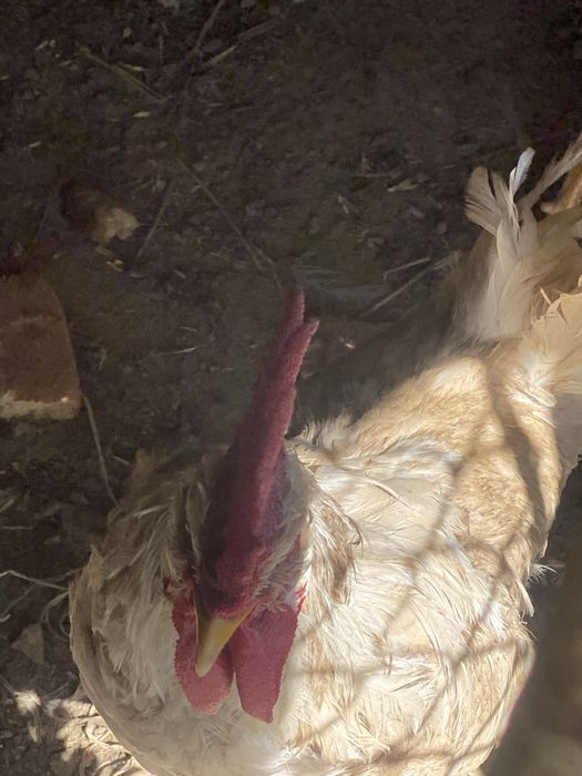 Xoroz 5ta bor kotta 6oyli