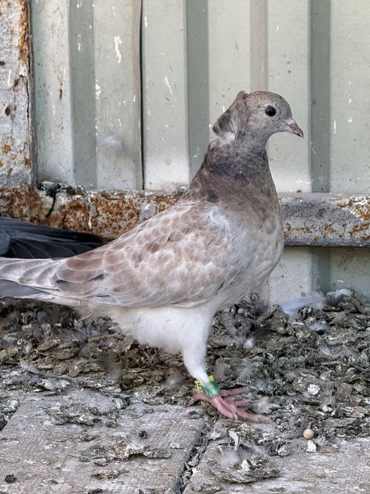 Чилкарь молодая. На продажу