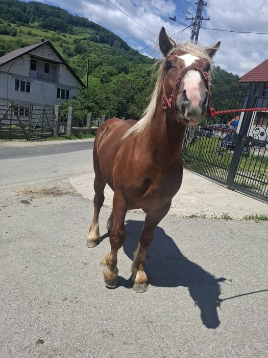 Vand sau schimb cu vaca sau vitei