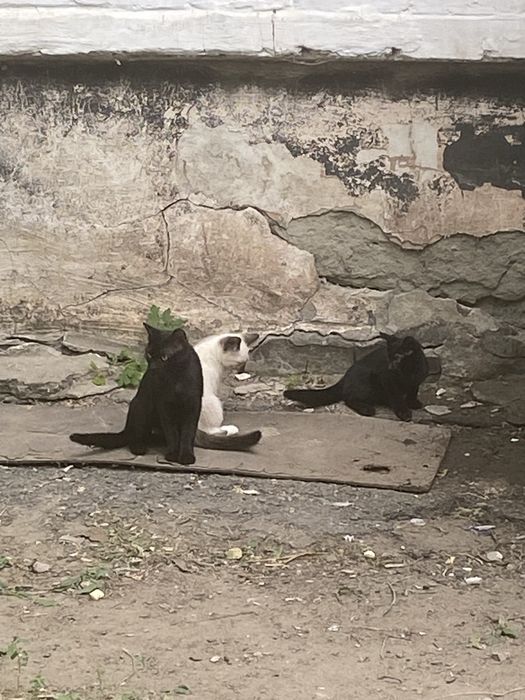 Уличные котята в добрые руки