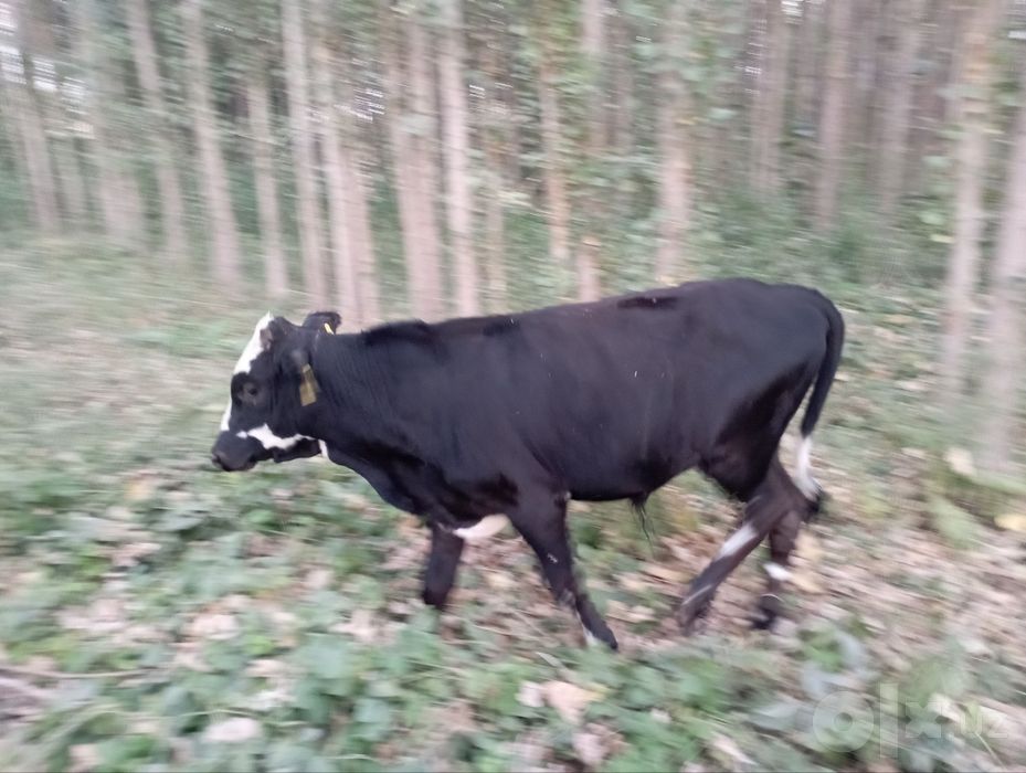 Buqacha sotiladi