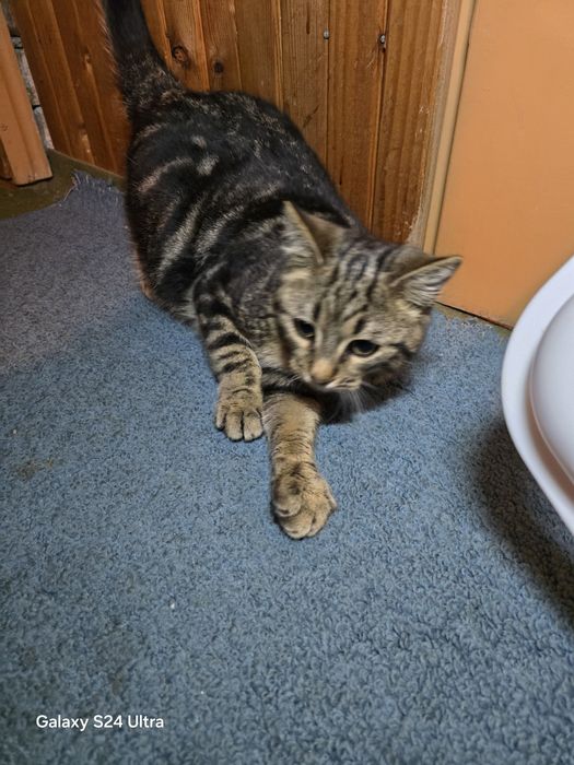 Малко коте  +подаръци