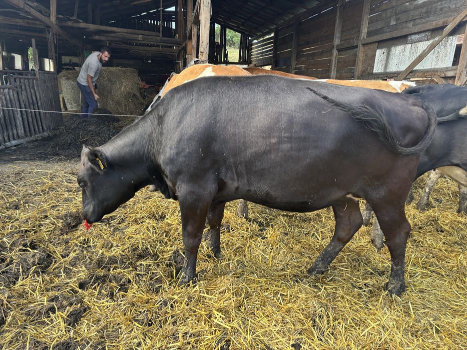 junincă angus gestanta