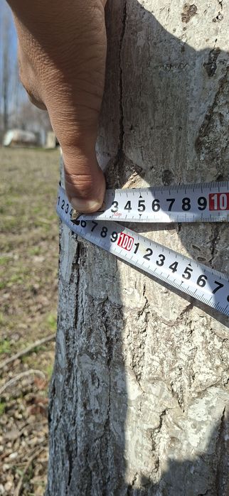 Тераклар сотилади, продаётся тополя