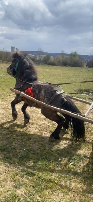 De vnzare ponei cu caruta si hamu cu tot ce se vede in pozele afisate
