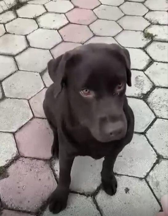 Шоколадная сука лабрадора