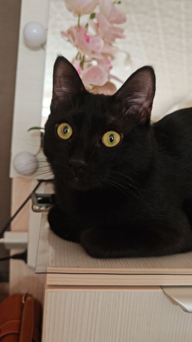 Молодой кот ищет дом!