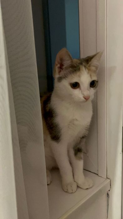 Девочка котенок 4 мес