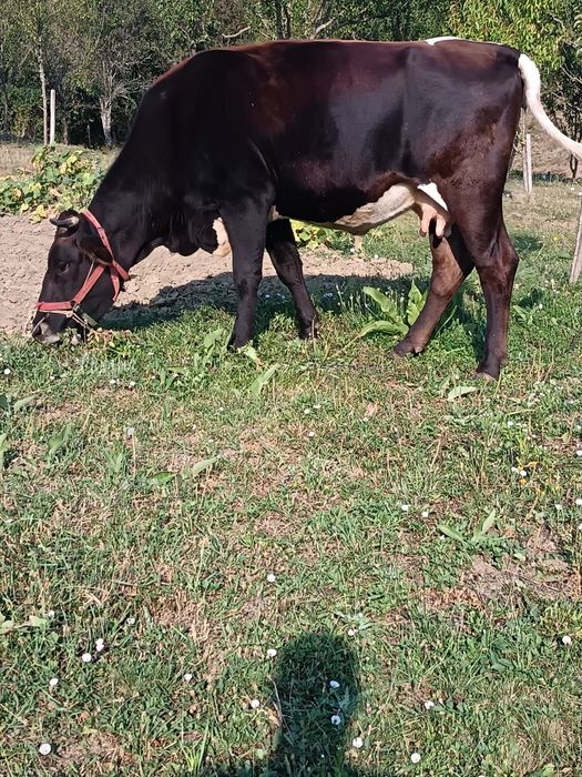 De vânzare 2 vaci dinere