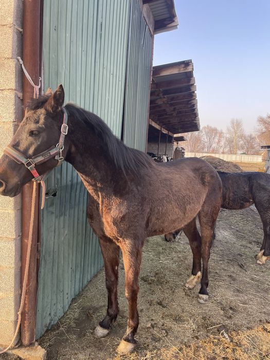 Продам кабылу с жиребенком