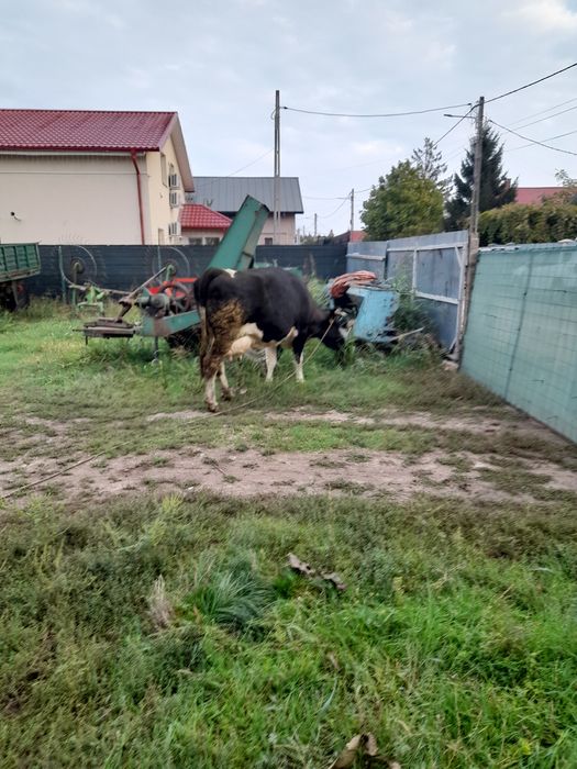Vând vaca cu lapte gestanta