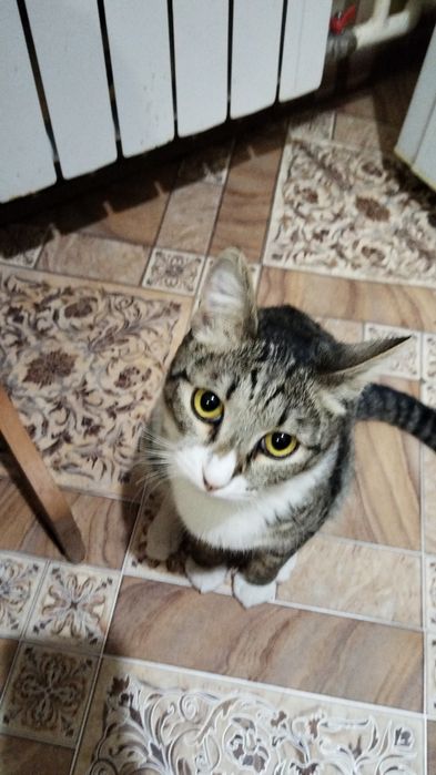 Котик ищет дом. Кастрирован.