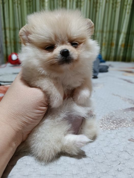 Щенки померанского шпица