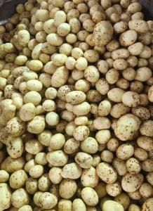 Продам семенную картошку