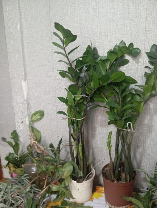 Продам комнатные цветы