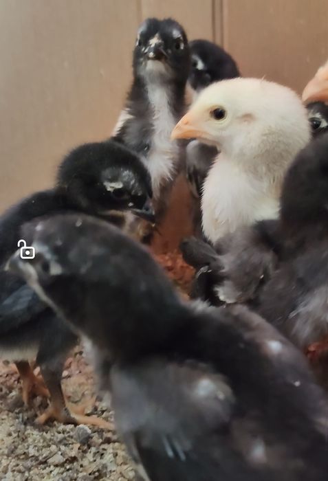 Тоза кон 100 тали Шамо жужалар сотилади