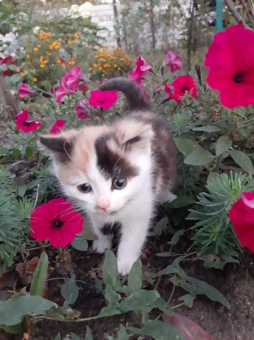 Котенок в добрые руки