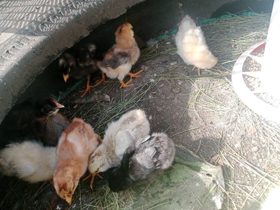Продам гусака и цыплят