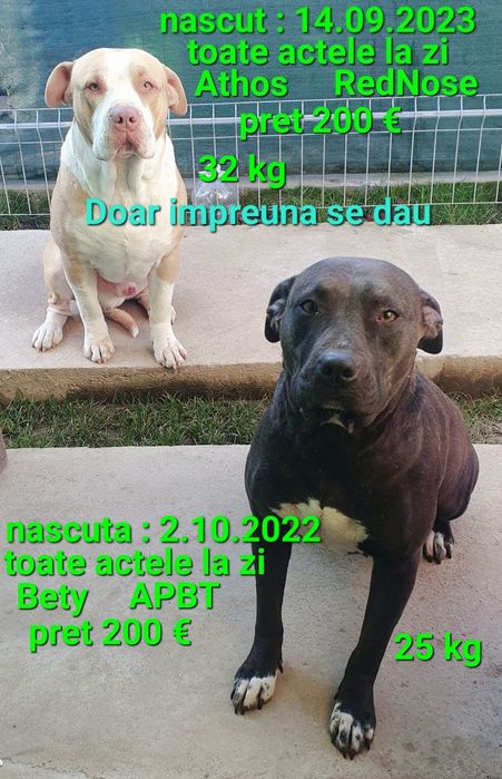 Vand pt.cunoscatori Amstaff Blue