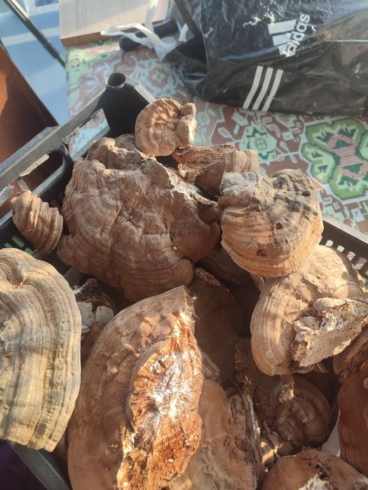 Ganoderma lucidum și aplanatum uscata