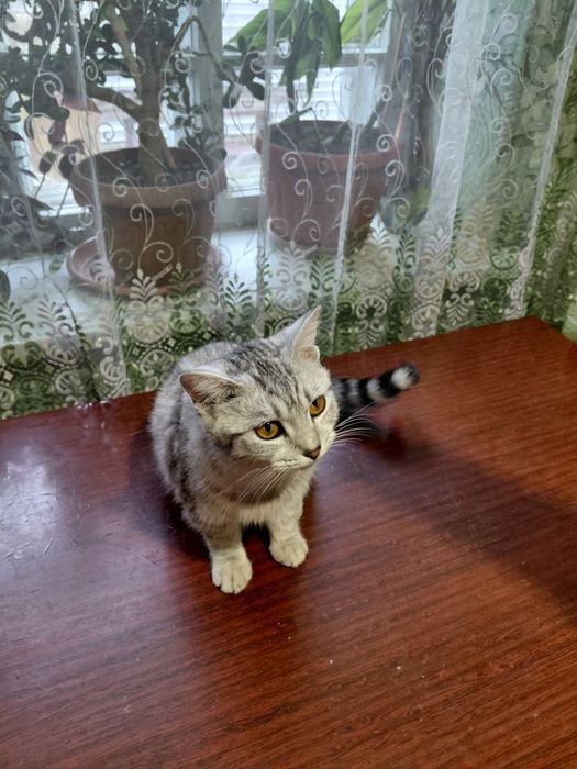 Отдам в хорошие руки,кошка (девочка).