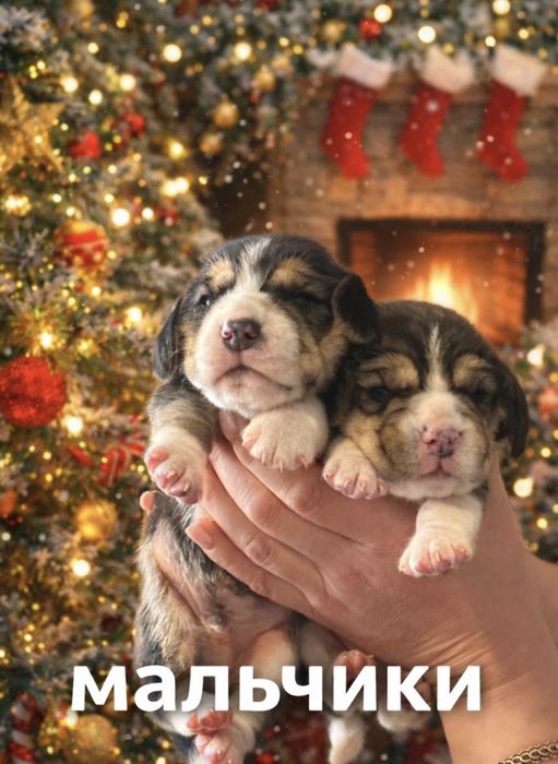 Щенки бигля, питомник