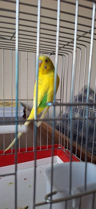 Продается птица попугай