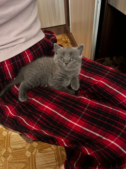 Продам британскую кошечку