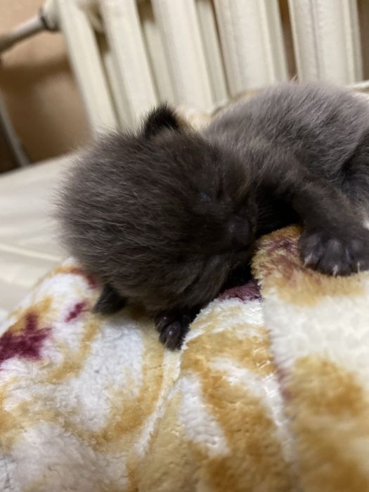 Продаются пародистые котята