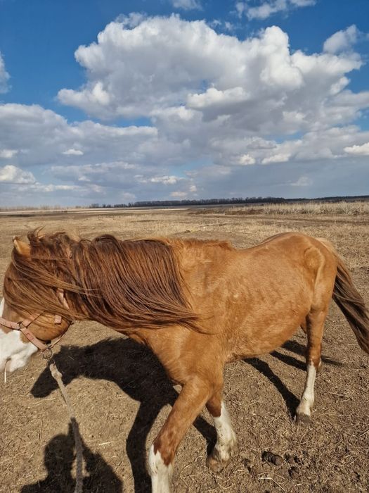 Продам хорошего жеребца