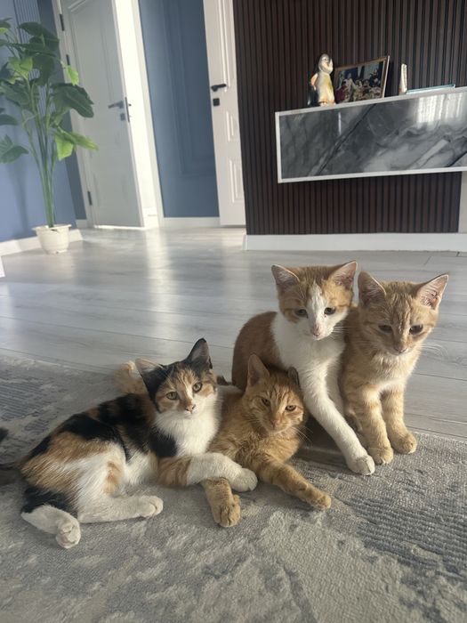 Котята бесплатно