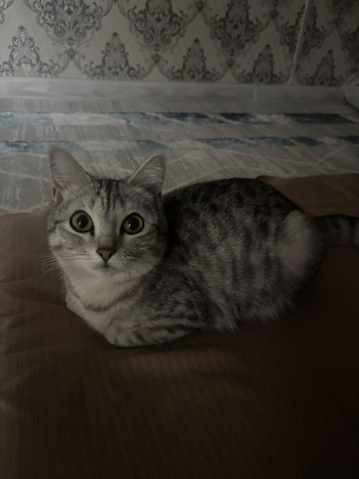 Продам кошку срочно