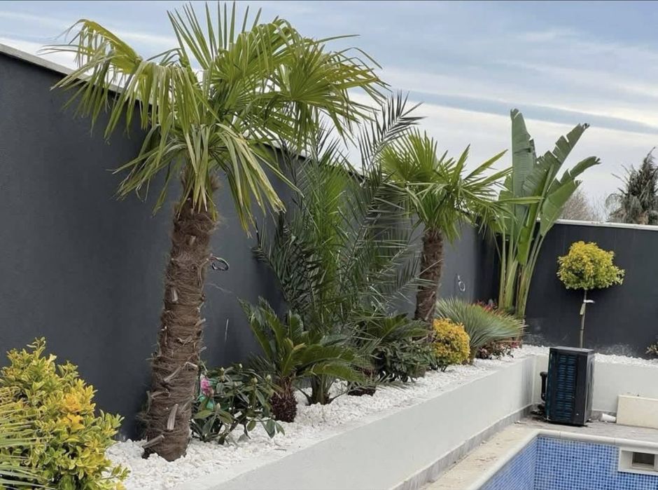 Palmieri trachycarpus,spirala,pon-pon,pin, leylandii ,plante ornamenta