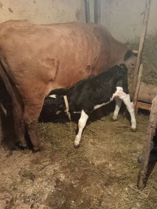 Vaca cu vitel de vanzare!
