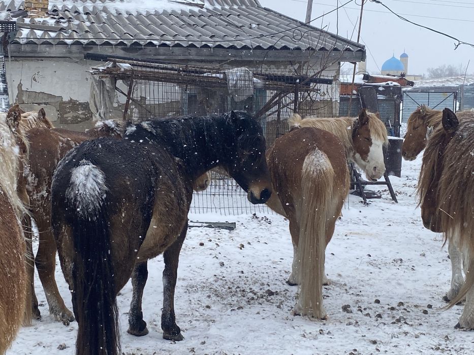 Сатылымда биелер бар келіп тандаа алыныздар