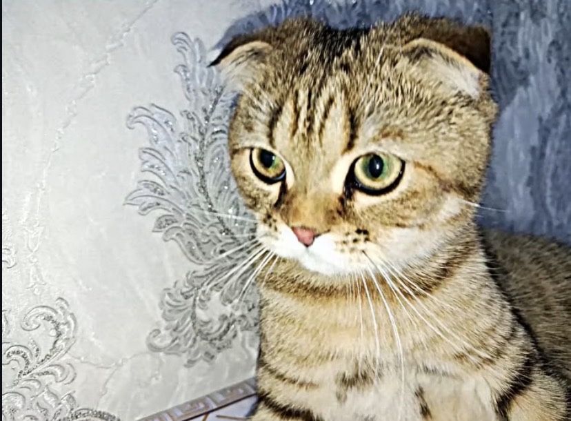 Scottish Fold erkak mushuk sotiladi
