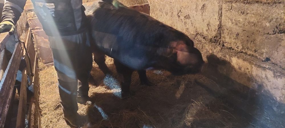 Продам хряка/кабана