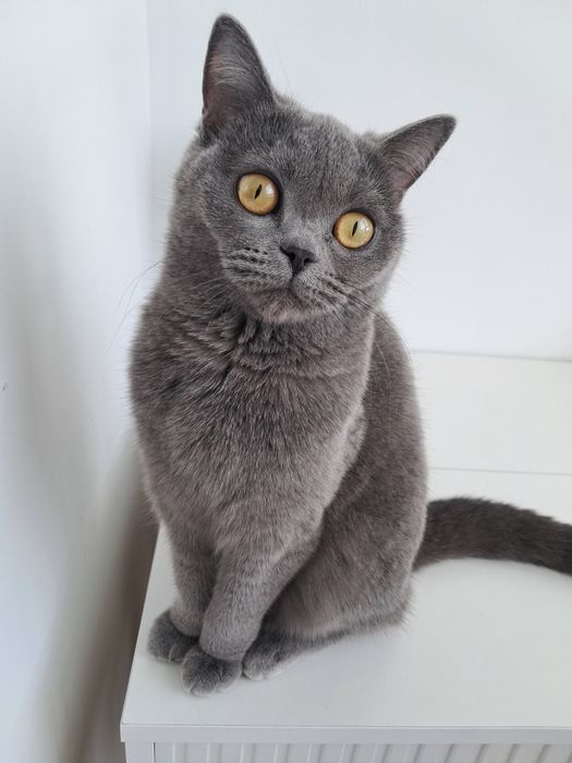 Отдам кота в хорошие руки