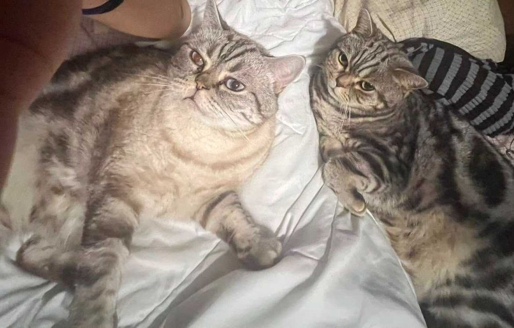 Urgent! Oferim spre adopție doi motani Tabby Shorthair (6 ani, sterilizați, vaccinați) + accesorii incluse