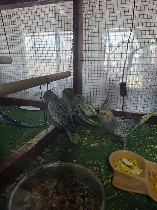 Pui Nimfa disponibili