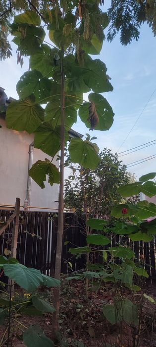 Pawlonia puieți /pomi/arbori