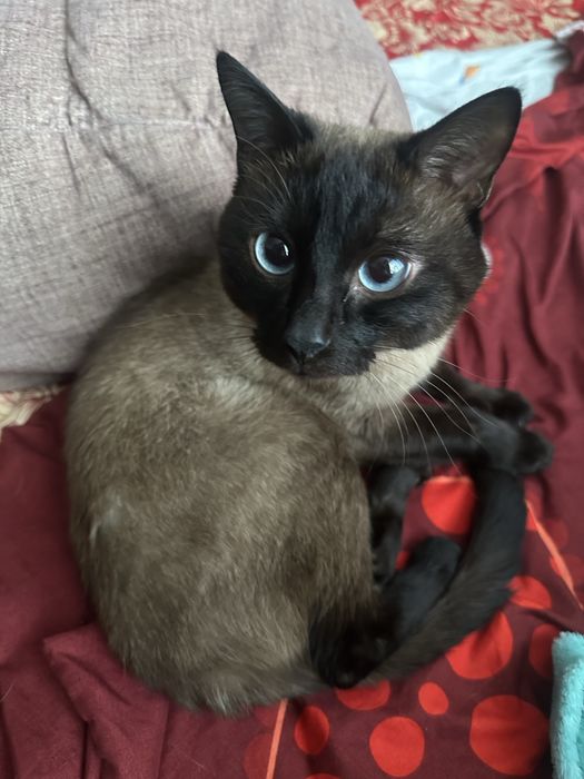 Отдам доброго котика