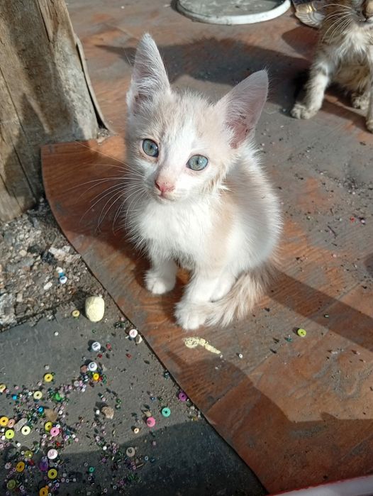 Котики и кошечки ищут добрые ручки