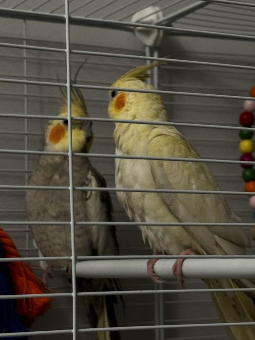 Попугай Корелла 2 шт (мальчик и девочка)